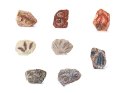 Zestaw archeologiczny Wykop niespodziankę skamieniałe LIŚCIE i KOŚCI