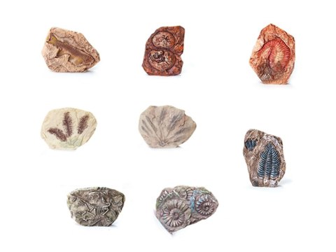 Zestaw archeologiczny Wykop niespodziankę skamieniałe LIŚCIE i KOŚCI