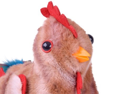 Dreptający KOGUT Bogdan kukuryku! - pieje i macha skrzydłami ZA6018