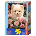 Puzzle 60-elementów Pomeranian Puppy in Roses B-066261
