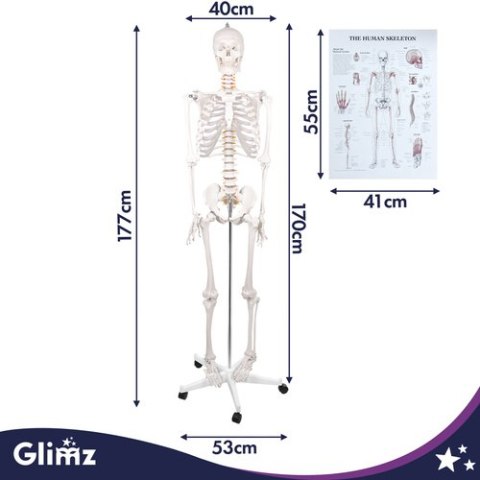 Szkielet człowieka- 170cm Glimz