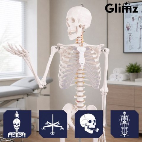 Szkielet człowieka- 170cm Glimz