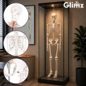 Szkielet człowieka- 170cm Glimz