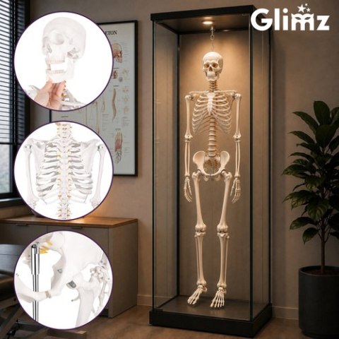 Szkielet człowieka- 170cm Glimz