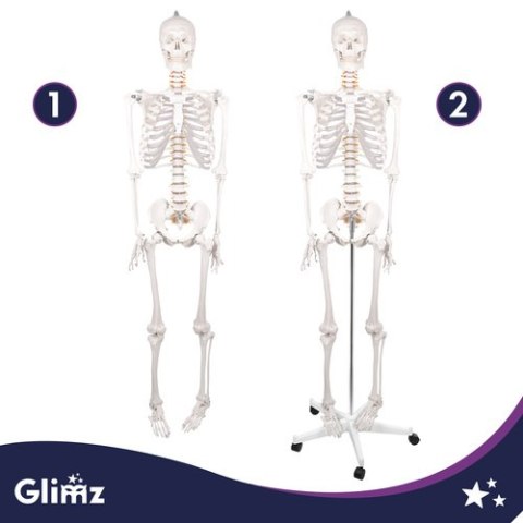 Szkielet człowieka- 170cm Glimz
