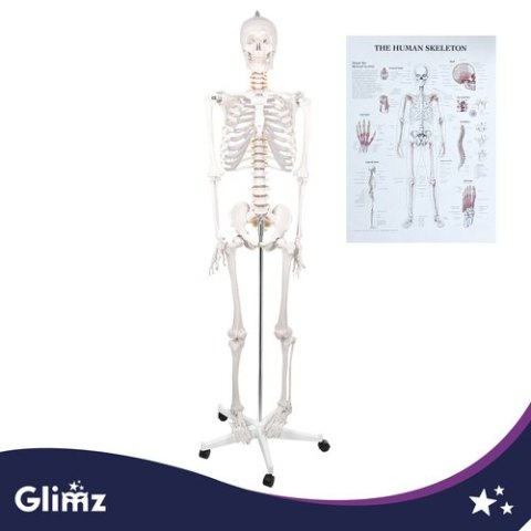 Szkielet człowieka- 170cm Glimz