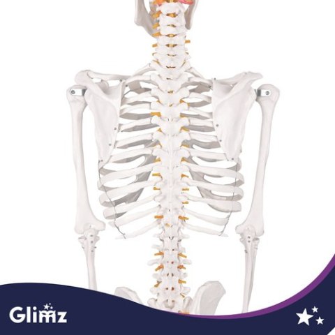 Szkielet człowieka- 170cm Glimz