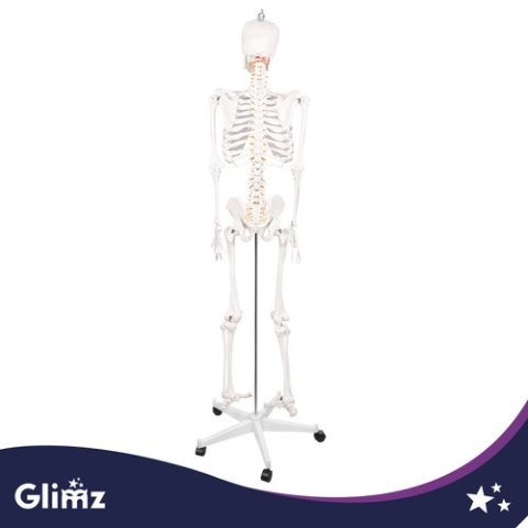 Szkielet człowieka- 170cm Glimz