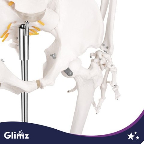 Szkielet człowieka- 170cm Glimz