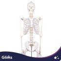 Szkielet człowieka- 170cm Glimz