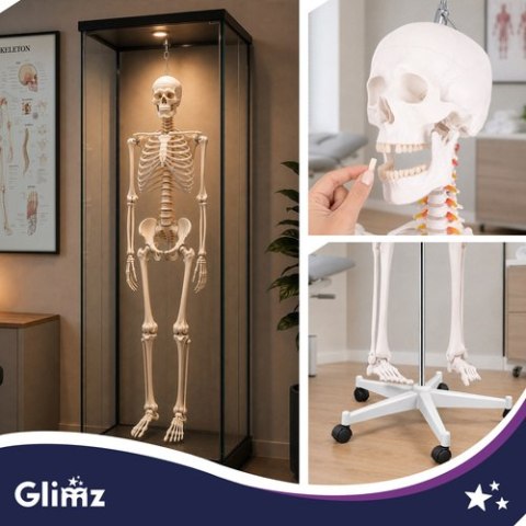 Szkielet człowieka- 170cm Glimz