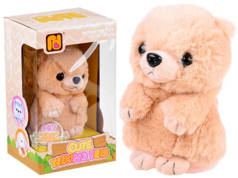 Interaktywny Miś mówi papla powtarza ZA3553 MIŚ