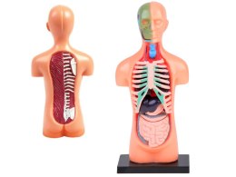 Zestaw edukacyjny Model anatomiczny CIAŁO CZŁOWIEKA + organy 11ele