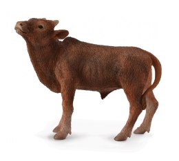 COLLECTA CIELĘ ANKOLE-WATUSI