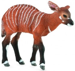 COLLECTA KROWA BONGO