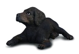 COLLECTA LABRADOR SZCZENIAK