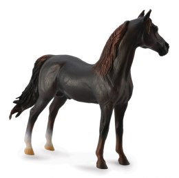 COLLECTA OGIER MORGAN STALLION MAŚCI KASZTANOWEJ