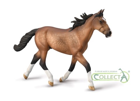 COLLECTA OGIER STANDARDBRED PACER MAŚCI GNIADEJ.