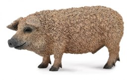 COLLECTA ŚWINIA MANGALICA