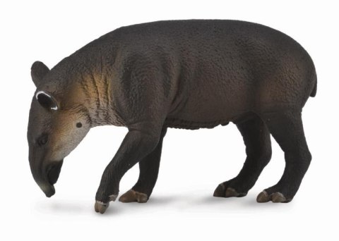 COLLECTA TAPIR BAIRDA