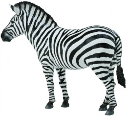 COLLECTA ZEBRA POSPOLITA