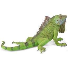 COLLECTA IGUANA